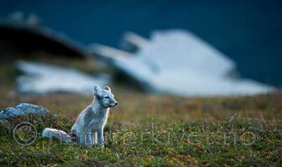 BB 13 0149 / Vulpes lagopus / Fjellrev